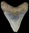 Megalodon Tooth - North Carolina #67124-1